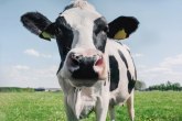 Češkanje krava kao odlična antistres terapija: Košta približno kao seansa kod psihoterapeuta