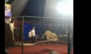 Cirkuska predstava pretvorila se u horor: Lavica zgrabila četvorogodišnju devojčicu (VIDEO)