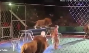 Cirkuzanta napali lavovi, jedva izvukao živu glavu (VIDEO)