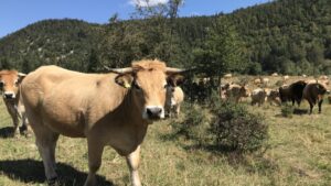 Cisterne počele da dopremaju vodu za krdo sa 1.000 konja i krava na Suvoj planini