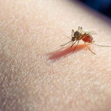„Čistoća“ i sutra nastavlja tretmane suzbijanja komaraca u Beogradu