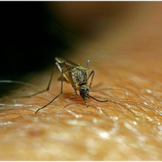 „Čistoća“ i sutra nastavlja tretmane suzbijanja odraslih jedinki komaraca