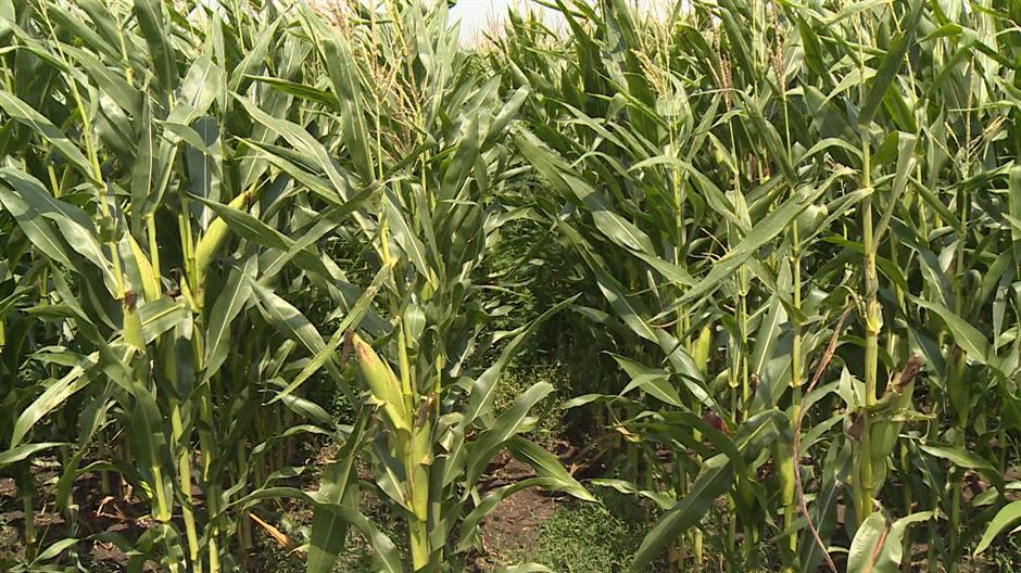 Corn harvest good, Serbian farmers unhappy with price