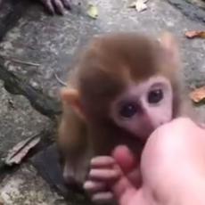 Čovek je ispao ĐUBRE prema ovom slatkom majmunčetu - pogledajte reakciju njegove majke! (VIDEO)