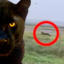 Čovek koji je danas snimio životinju kod Feketića: To je crni panter, nikada nisam video ovako nešto nenormalno! (VIDEO)