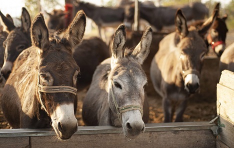 Crna Gora dobila prvi svjetski muzej magarca