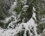 Crna Trava već peti dan bez struje - agregati u centru mesta