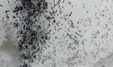 Crne bube na snegu danima seju strah u užičkim selima; Dok hodate insekti vam skaču na noge VIDEO