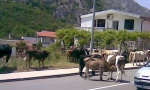 Crnogorsko primorje: Bikovi šetaju magistralom!