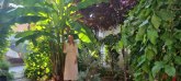 Čudo neviđeno u Užicu: Ogromno stablo tropske biljke u centru grada rađa banane FOTO