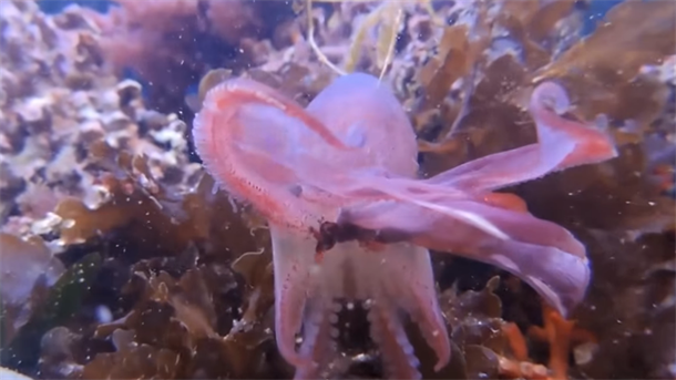 Čudo u Hrvatskoj: INVAZIJA retkih hobotnica u Jadranu