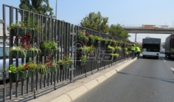 Cveće na razdelnoj ogradi beogradskog bulevara protiv buke i zagadjenja
