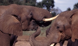 Cveta nelegalna trgovina slonovačom u Laosu