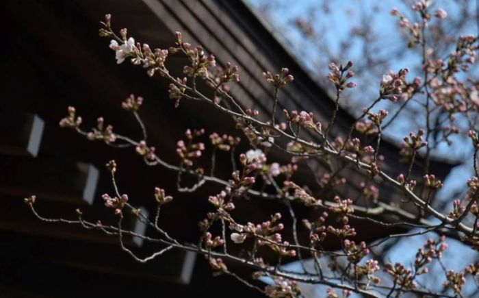 Cvetanje trešnje označilo početak proleća u Japanu