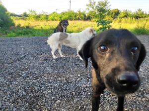 Cvetanović najavio plaćanje sterilizacije vlasničkih pasa u Leskovcu iz budžeta