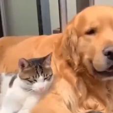 DA JOJ POZAVIDITE: Kakva ljubav - ovaj pas drži svoju drugaricu mačku kao malo vode na dlanu! (VIDEO)