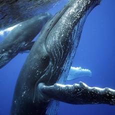 DA LI STE ZNALI da severnoatlantski kitovi ŠAPUĆU svojim mladuncima? Otkriveno je ZAŠTO to rade!