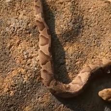 DA SE SKAMENIŠ OD STRAHA! Pronađena OTROVNA zmija sa DVE glave! (VIDEO)