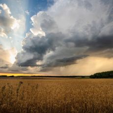 DOBRA VEST ZA POLJOPRIVREDNIKE: Raste cena pšenice i soje - tržiste procvetalo