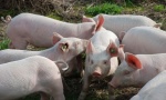 DONORI VIŠE NEĆE BITI POTREBNI: Naučnici korak bliže presađivanju svinjskih organa ljudima 