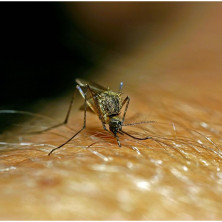 DOŠAO IM JE KRAJ! Kreće suzbijanje komaraca u Beogradu, znaju se i tačne lokacije