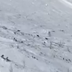 DOŠLI NA SKIJANJE NA BJELAŠNICU, PRESRELI IH VUKOVI: Neverovatan snimak vučjeg čopora oduševio region (VIDEO)