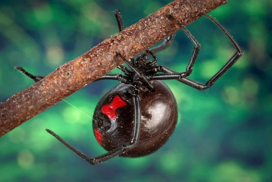 DRAMA KOD TREBINJA: Muškarca ujeo najotrovniji pauk u Evropi, hitno prebačen u bolnicu