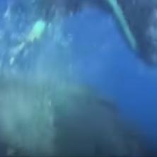 DRAMA NA MORU: Pogledajte kako GRBAVI KIT težak 22,6 tona spasava ronioca od TIGRASTE AJKULE duge šest metara! (VIDEO)