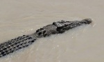 DRAMA U AUSTRALIJI: Krokodil napao i odvukao rendžerku