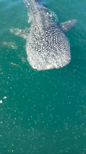 DRAMA U AUSTRALIJI: Ženu napala kit-ajkula dok je ronila u blizini koralnog grebena! Nesreća zabrinula turiste i vodiče