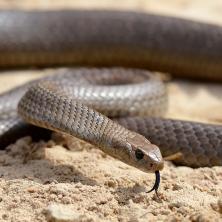 DRAMA U BRIZBEJNU: Jedna od naotrovnijih zmija se pojavila na tribinama tokom meča Dominika Tima