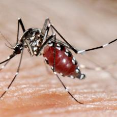 Da li Beograđani imaju RAZLOGA ZA PANIKU? Tokom jula testirano 9.650 izlovljenih komaraca na VIRUS ZAPADNOG NILA