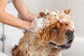 Da li i vi pravite ove greške prilikom kupanja psa?
