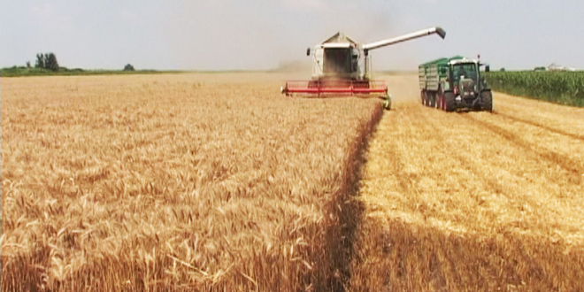 Da li je opravdan uvoz pšenice?