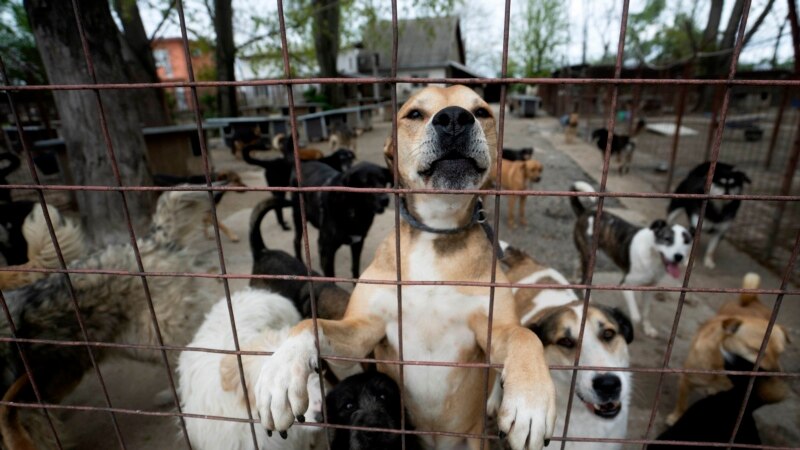 Da li je porez spas za napuštene pse u Srbiji? 