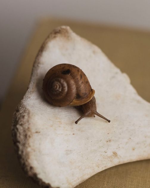 Da li je snail mucin zaista anti-age sastojak budućnosti?
