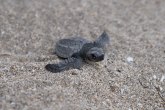 Da li kornjače zaista dišu kroz zadnjicu?
