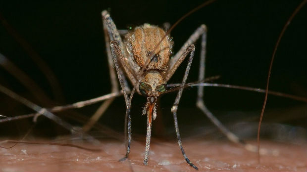 Da li se previše plašimo komaraca