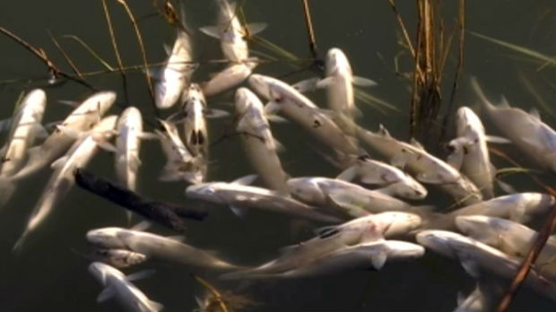 Da li su se uginule ribe iz Velikog bačkog kanala našle na pijacama