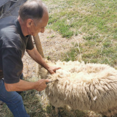 Da li ste se ikada zapitali ko šiša ovce? Plata 1.000 evra, a Milan svakog maja sa ponosom oštri svoje makaze