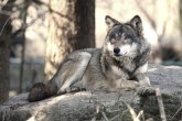 Da li su vukovi zveri - ili mamac za turiste?