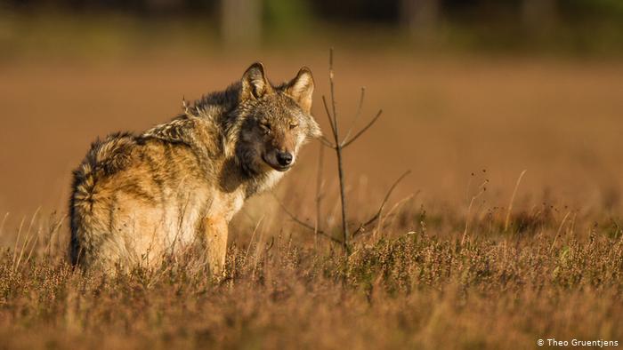 Da li su vukovi zveri – ili mamac za turiste?