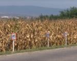 Dan polja kukuruza