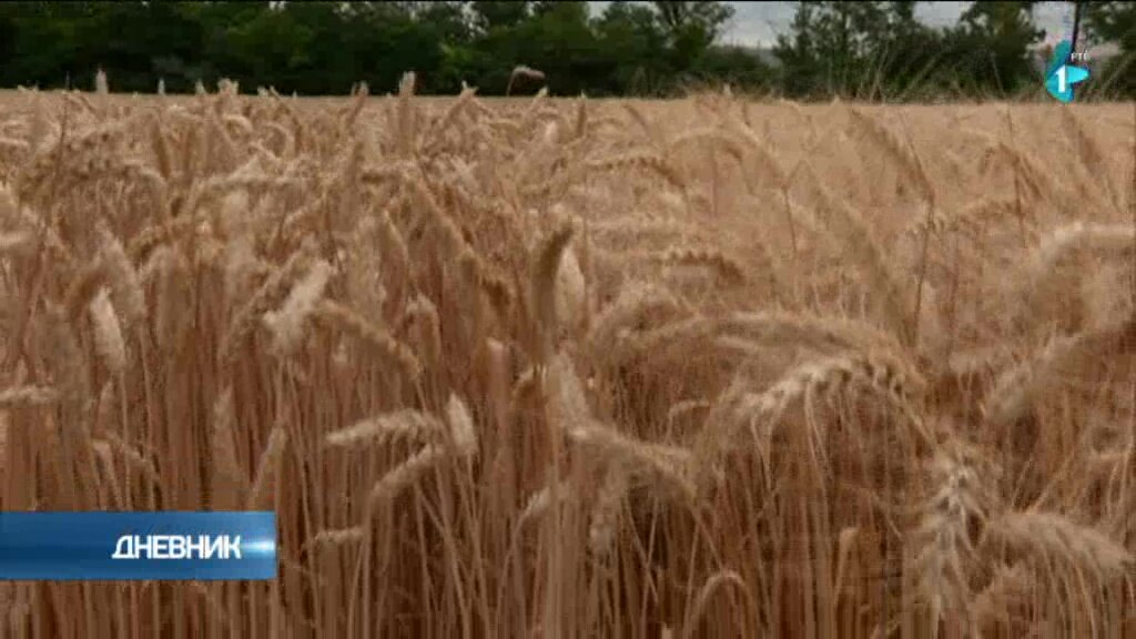 Dan polja strnih žita - koja su očekivanja od žetve pšenice