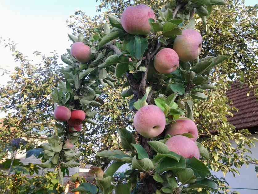 Dan posvećen jabuci obeležen sa osnovcima