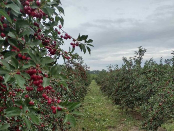 Dan pre početka berbe višanja u Toplici, otkupna cena i dalje nepoznata