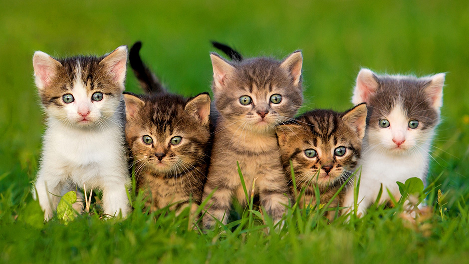 Danas se obeležava Međunarodni dan mačaka 