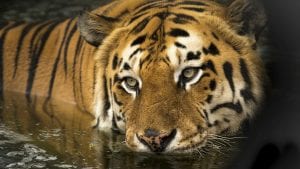 Danas se obeležava Svetski dan tigrova, ostalo ih je svega 3.890