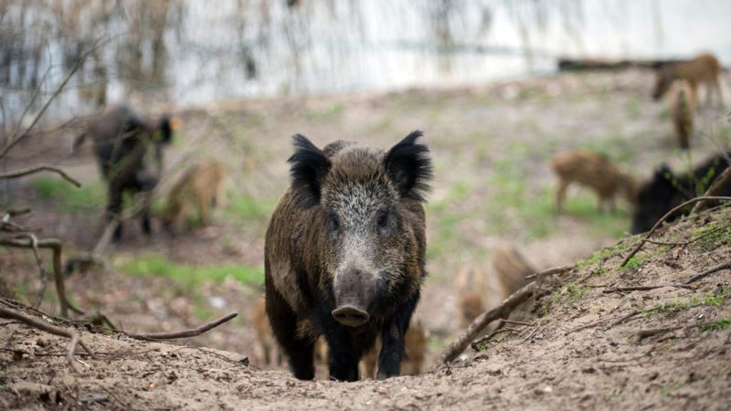 Danska podiže žičanu ogradu na granici zbog - svinja