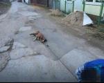 Dečak koji je zlostavljao psa u Žitkovcu kraj Aleksinca, ukrao čak i jugo Centru za socijalni rad